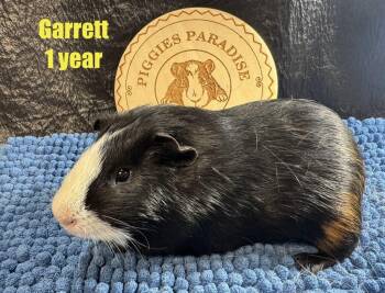Rescue Short Haired Guinea Pigs for Adoption in Red Oak, Iowa - Garrett | PetCurious